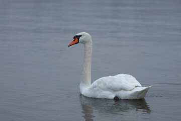 The Swan on Danube river on winter in Novi Sad, Serbia
