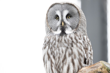great grey owl