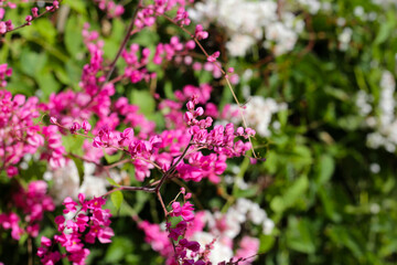 Coral vine, Mexican creeper, Chain of love, Pink vine, Honolulu Creeper