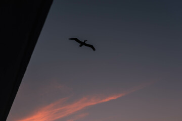 Fototapeta na wymiar birds flying and sunset in Cartagena, Bolivar, Colombia. ​