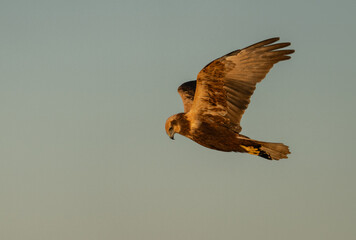 western marsh harrier in flight