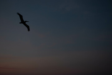 birds flying and sunset in Cartagena, Bolivar, Colombia.
​