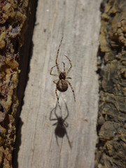Small cobweb spider (Theridion sp.), female on the trunk of a juniper tree