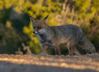 Naklejka na ściany i meble red fox at sunrise in the field in spain 