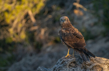 western marsh harrier on the trunk	