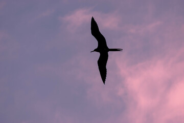 birds flying and sunset in Cartagena, Bolivar, Colombia.
​