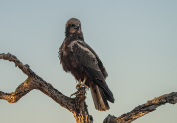 western marsh harrier on the trunk	