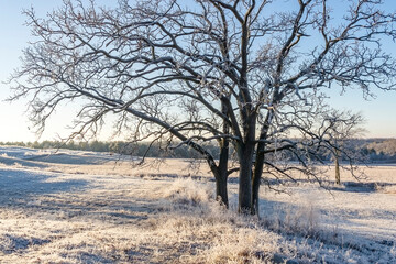 White frost on fields with two oak trees and a blue sky.