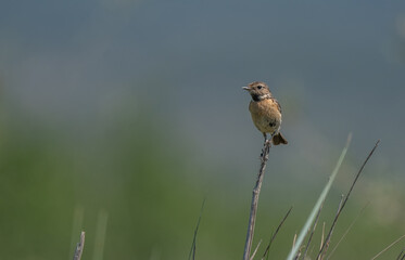 female european stonechat on a branch	