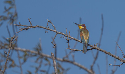European bee-eater on the branch	
