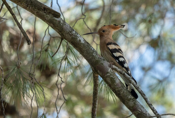 Eurasian Hoopoe on a branch of a pine tree