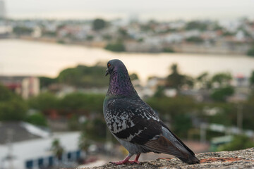Pigeon and view of the city of Cartagena in the background. - obrazy, fototapety, plakaty