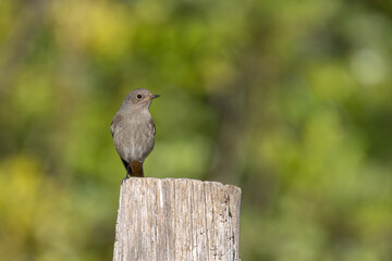 female black redstart on the trunk