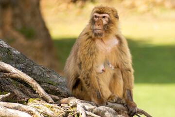 Closeup of a monkey with angry face