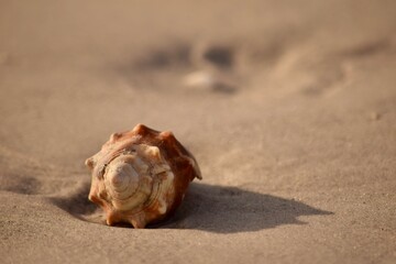 shell on natural beach with sand text area