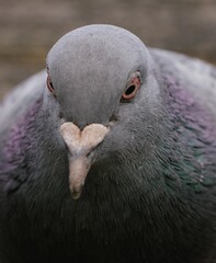 close up of a pigeon