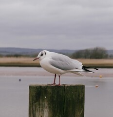 gull on the pier 