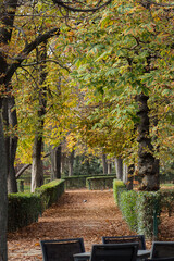 Naklejka premium autumn in the park