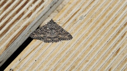 Edwards’ praxis (Praxis edswardsii) at night, South Australia