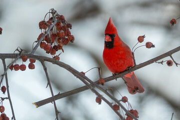 Northern Cardinal with crab apple