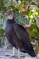 black vulture bird wild full image