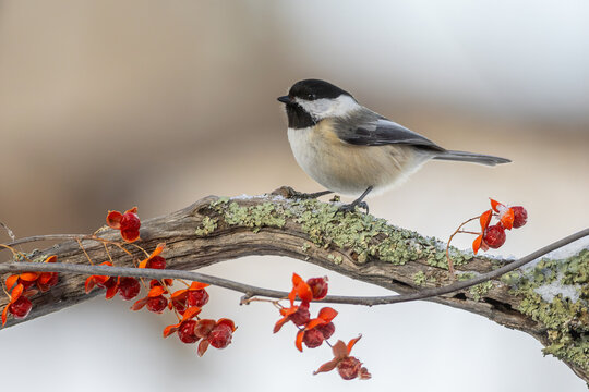Black-capped Chickadee in winter with bittersweet berries taken in central Minnesota