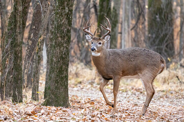 White-tailed Deer buck in autumn