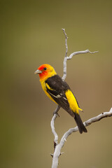 Western Tanager taken in South Dakota