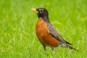 American Robin male in grass taken in southern MN