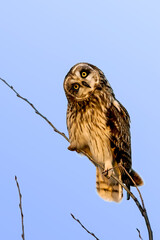 Short-eared Owl Asio flammeus