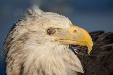 Bald Eagle Nictitating Membrane