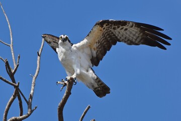 Osprey bird of prey landing on tree limb natural