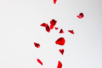 Red Rose Petals Falling on White Background