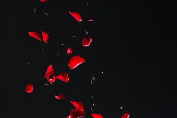 Red Rose Petals Falling on Black Background