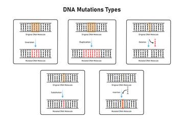 Mutations Types Scientific Design. Vector Illustration.