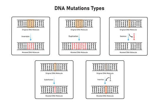 Mutations Types Scientific Design. Vector Illustration.