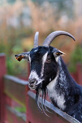 Czarna młoda koza zagrodzie w zoo, zaciekawiona idzie w stronę obiektywu © Piotr