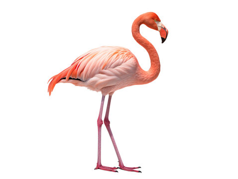 a pink flamingo with long legs