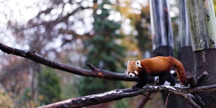 Panda mała krocząca po gałęzi pokrytej śniegiem w zoo