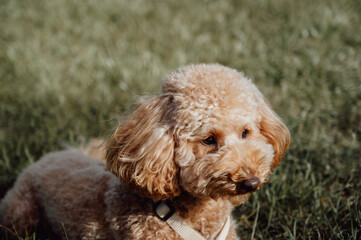 portrait of cute small apricot poodle on the grass. Pet in nature