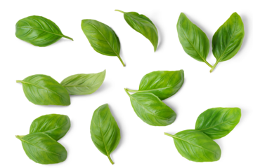 Basil leaves isolated on white, transparent background, PNG. Set, collection of different position basil green fresh leaves. Healthy eating, aromatic herb, food ingredient, spice for culinary