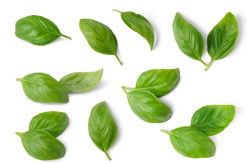 Foto op Plexiglas Basil leaves isolated on white, transparent background, PNG. Set, collection of different position basil green fresh leaves. Healthy eating, aromatic herb, food ingredient, spice for culinary © katyamaximenko