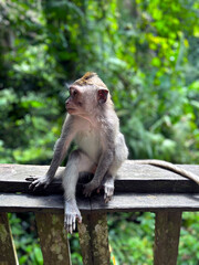 A little monkey is sitting on a fence.