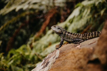 Waterdragon lizard sitting on a rock in the forest.