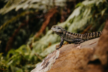 Waterdragon lizard sitting on a rock in the forest.