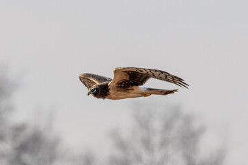 female northern harrier in flight
