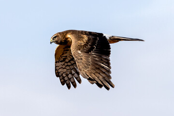 female northern harrier in flight