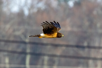 female northern harrier in flight