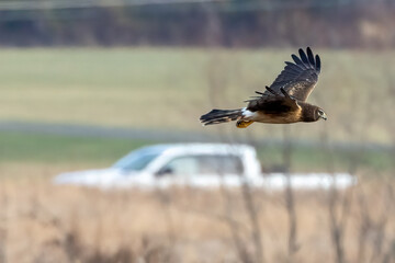 female northern harrier in flight