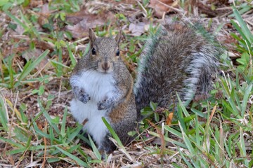 squirrel on the ground sitting up with white belly